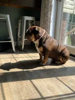 Yuca, a  English Bulldog for sale in Quantico, VA – 1 of 6