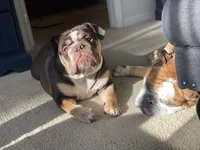 Yuca, a  English Bulldog for sale in Quantico, VA – 2 of 6