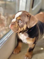 Yuca, a  English Bulldog for sale in Quantico, VA – 6 of 6