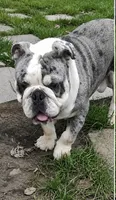 Yuca, a  English Bulldog for sale in Quantico, VA – 5 of 6