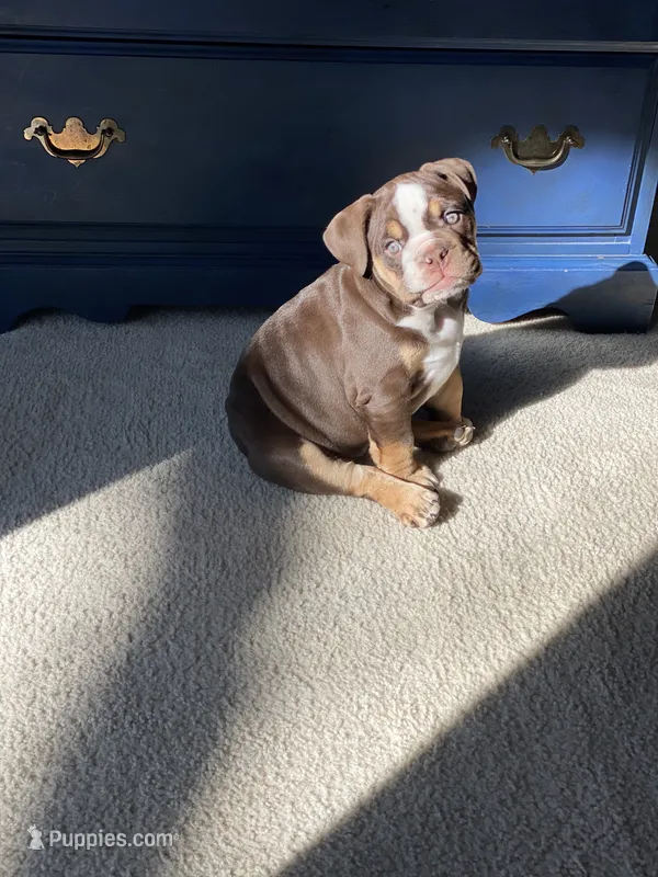Yuca – English Bulldog puppy for sale in Quantico, VA