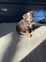 Yuca, a  English Bulldog for sale in Quantico, VA – 3 of 6