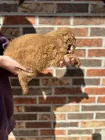 MJ, a female Miniature Goldendoodle for sale in Erwin, TN – Photo 2 of 5