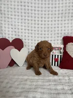 MJ, a female Miniature Goldendoodle for sale in Erwin, TN – Photo 5 of 5