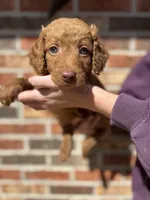 MJ, a female Miniature Goldendoodle for sale in Erwin, TN – Photo 1 of 5