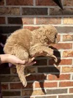 Bodie, a male Miniature Goldendoodle for sale in Erwin, TN – Photo 2 of 6