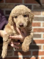Bodie, a male Miniature Goldendoodle for sale in Erwin, TN – Photo 1 of 6
