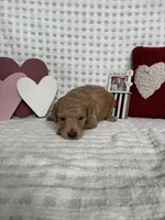 Bodie, a male Miniature Goldendoodle for sale in Erwin, TN – Photo 5 of 6