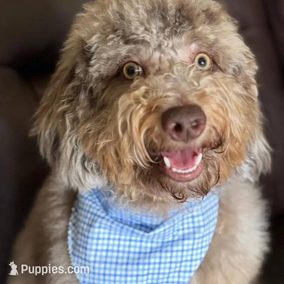 Bodie, a male Miniature Goldendoodle for sale in Erwin, TN – Photo 3 of 6