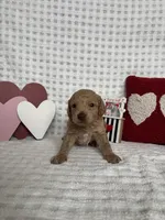 Bodie, a male Miniature Goldendoodle for sale in Erwin, TN – Photo 6 of 6