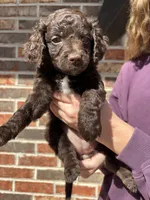 Maggie , a female Miniature Goldendoodle for sale in Erwin, TN – Photo 1 of 6