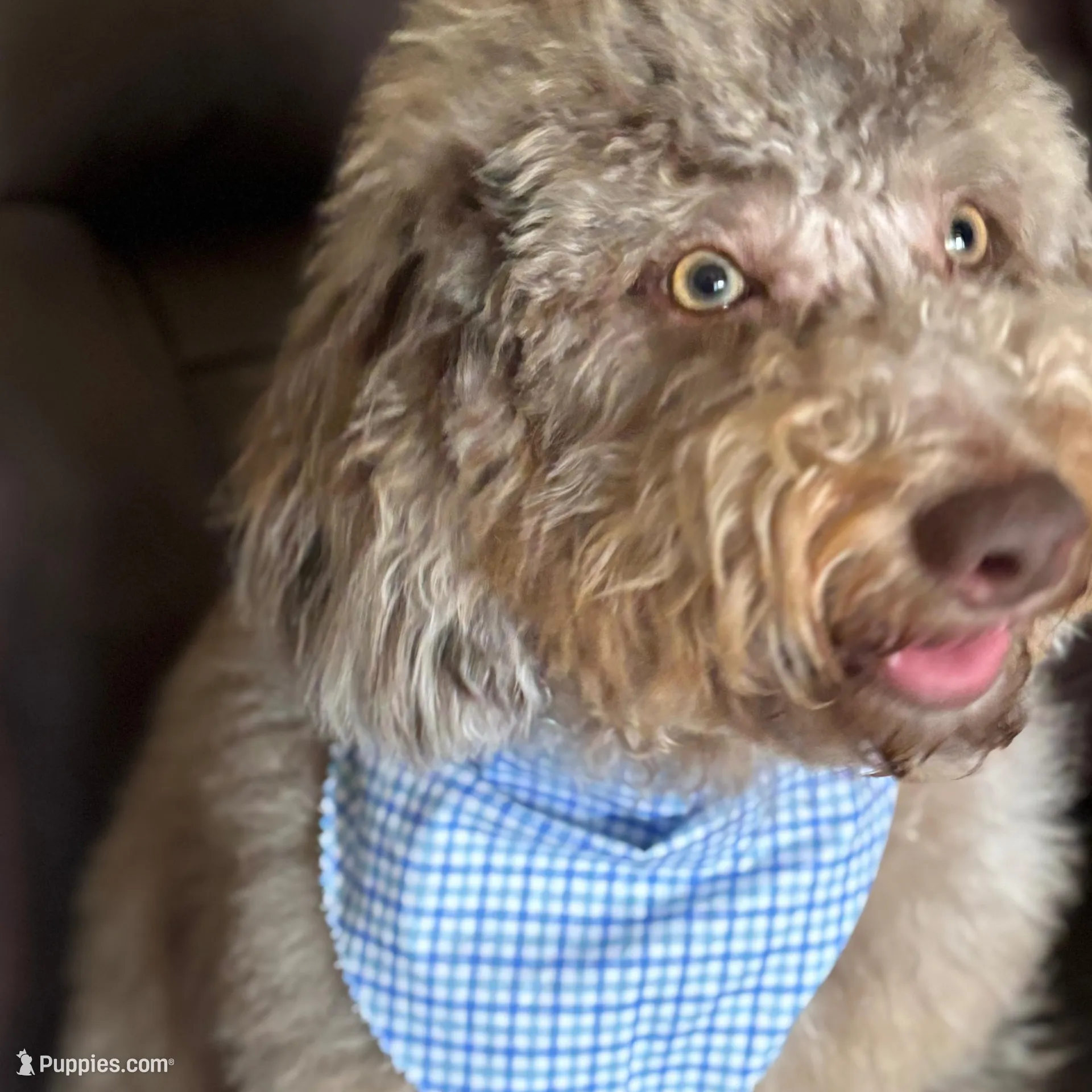 Louie, a male Miniature Goldendoodle for sale in Erwin, TN – Photo 6 of 6