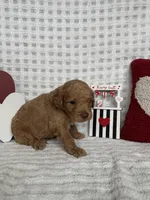 Louie, a male Miniature Goldendoodle for sale in Erwin, TN – Photo 4 of 6