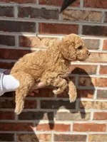 Louie, a male Miniature Goldendoodle for sale in Erwin, TN – Photo 3 of 6