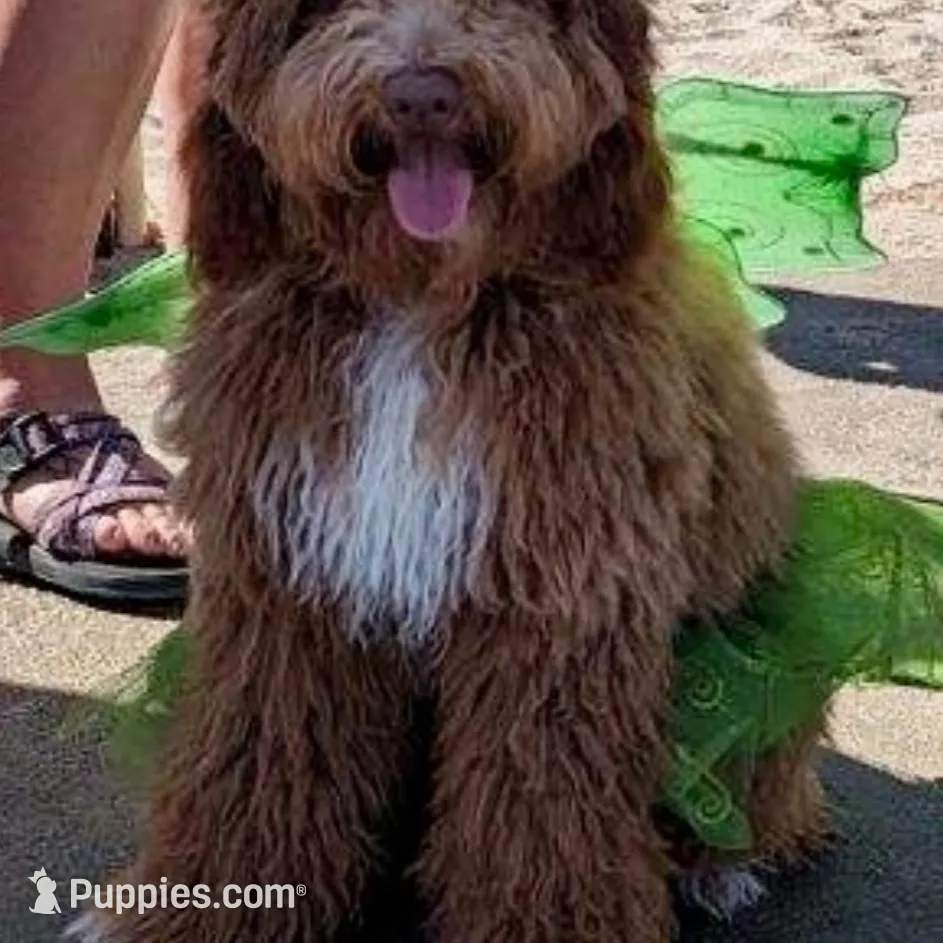 Mabel, a female Miniature Goldendoodle for sale in Erwin, TN – Photo 4 of 7