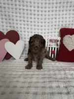Mabel, a female Miniature Goldendoodle for sale in Erwin, TN – Photo 6 of 7