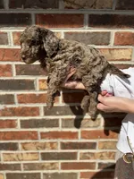 Mabel, a female Miniature Goldendoodle for sale in Erwin, TN – Photo 2 of 7