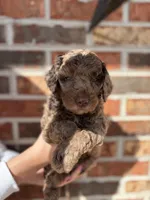 Mabel, a female Miniature Goldendoodle for sale in Erwin, TN – Photo 3 of 7