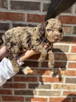 Mabel, a female Miniature Goldendoodle for sale in Erwin, TN – Photo 1 of 7