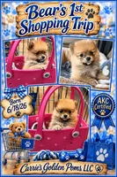 Boss Bear, a male Pomeranian for sale in Perkins, OK – 3 of 10