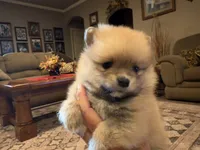Boss Bear, a male Pomeranian for sale in Perkins, OK – 2 of 10