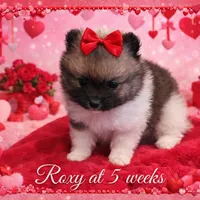 Roxy, a female Pomeranian for sale in Perkins, OK – Photo 1 of 10