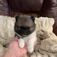 Roxy, a female Pomeranian for sale in Perkins, OK – Photo 6 of 10