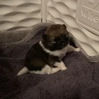 Roxy, a female Pomeranian for sale in Perkins, OK – Photo 7 of 10