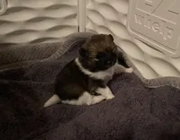 Roxy, a female Pomeranian for sale in Perkins, OK – Photo 7 of 10