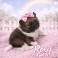 Roxy, a female Pomeranian for sale in Perkins, OK – Photo 2 of 10