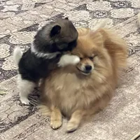 Roxy, a female Pomeranian for sale in Perkins, OK – Photo 5 of 10