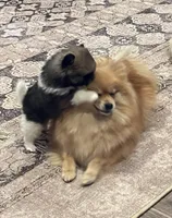 Roxy, a female Pomeranian for sale in Perkins, OK – Photo 5 of 10