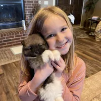 Roxy, a female Pomeranian for sale in Perkins, OK – Photo 4 of 10