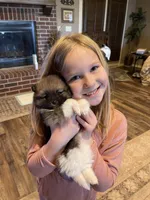 Roxy, a female Pomeranian for sale in Perkins, OK – Photo 4 of 10