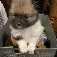 Roxy, a female Pomeranian for sale in Perkins, OK – Photo 8 of 10