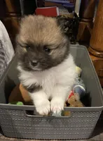 Roxy, a female Pomeranian for sale in Perkins, OK – Photo 8 of 10