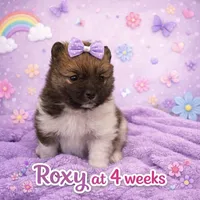 Roxy, a female Pomeranian for sale in Perkins, OK – Photo 3 of 10