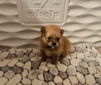 Boss Bear, a male Pomeranian for sale in Perkins, OK – 6 of 10