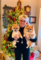 Boss Bear, a male Pomeranian for sale in Perkins, OK – 10 of 10