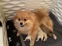 Boss Bear, a male Pomeranian for sale in Perkins, OK – 9 of 10