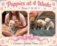 Boss Bear, a male Pomeranian for sale in Perkins, OK – 7 of 10