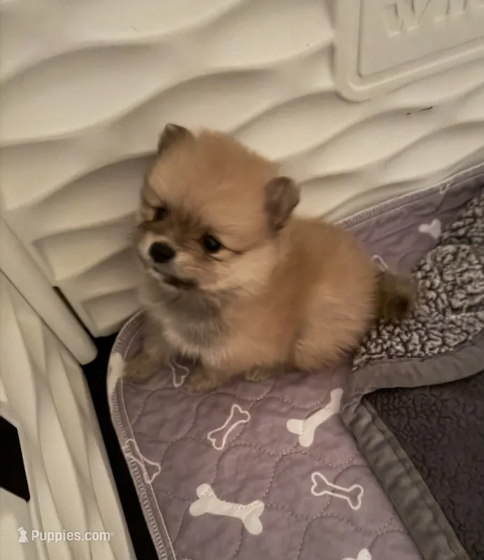 Boss Bear – Pomeranian puppy for sale in Perkins, OK