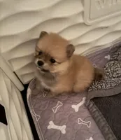 Boss Bear, a male Pomeranian for sale in Perkins, OK – 1 of 10