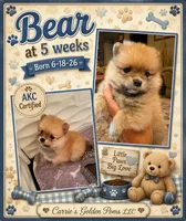 Boss Bear, a male Pomeranian for sale in Perkins, OK – 5 of 10