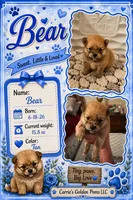Boss Bear, a male Pomeranian for sale in Perkins, OK – 4 of 10