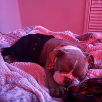 Choco, a male English Bulldog for sale in Hiram, GA – Photo 5 of 10