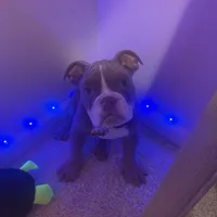 Choco, a male English Bulldog for sale in Hiram, GA – Photo 8 of 10