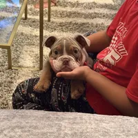 Choco, a male English Bulldog for sale in Hiram, GA – Photo 1 of 10