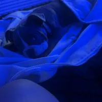 Choco, a male English Bulldog for sale in Hiram, GA – Photo 4 of 10