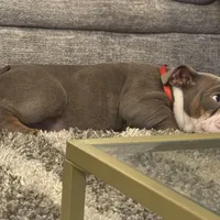 Choco, a male English Bulldog for sale in Hiram, GA – Photo 7 of 10